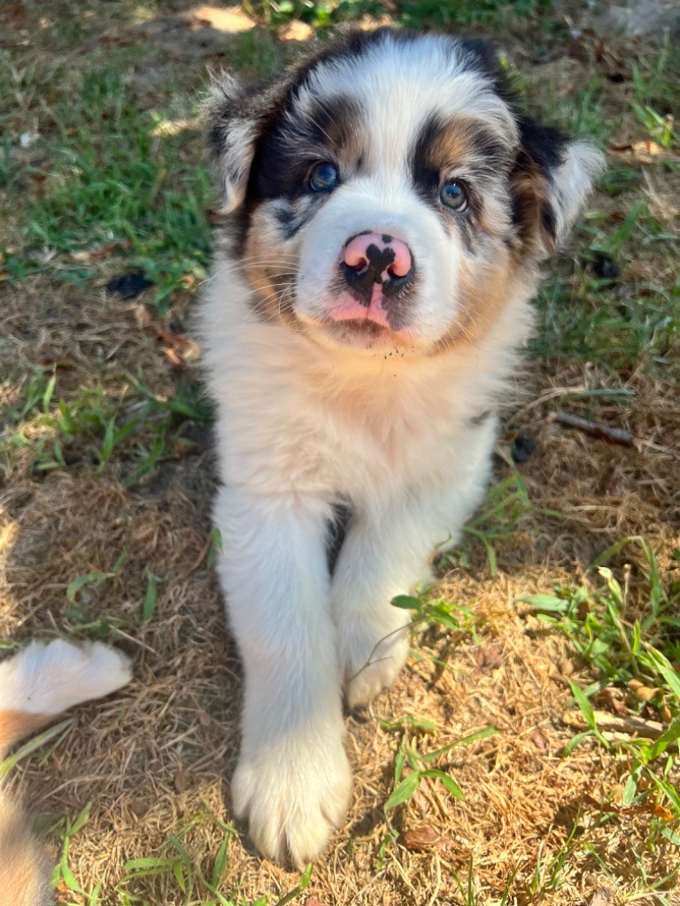 chiot Berger Australien Du Domaine Du Bost