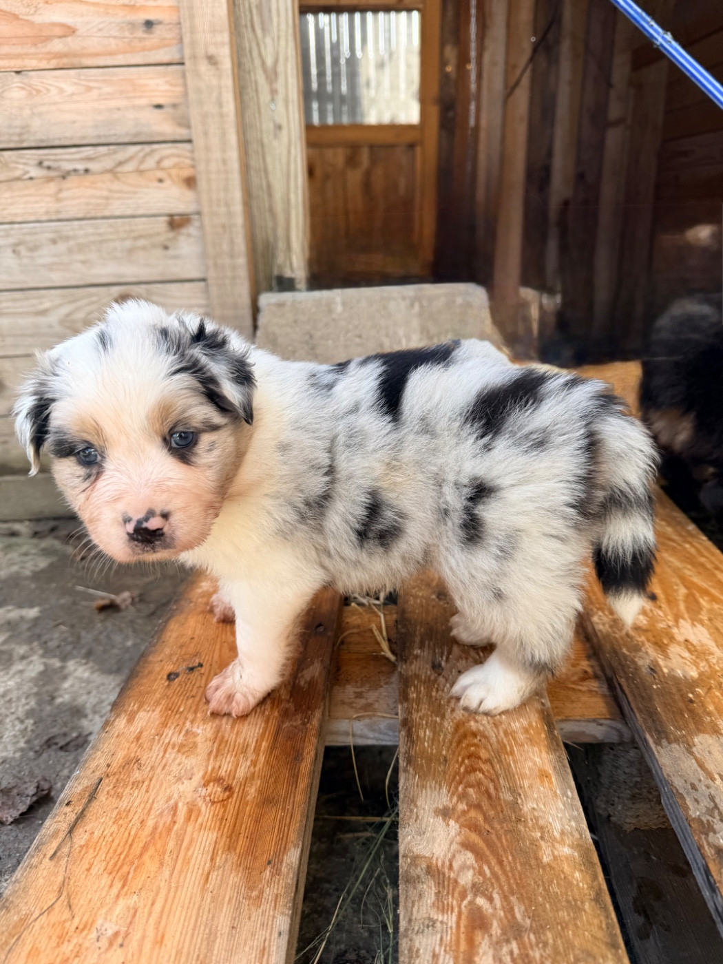 Du Domaine Du Bost - Chiots disponibles - Berger Australien