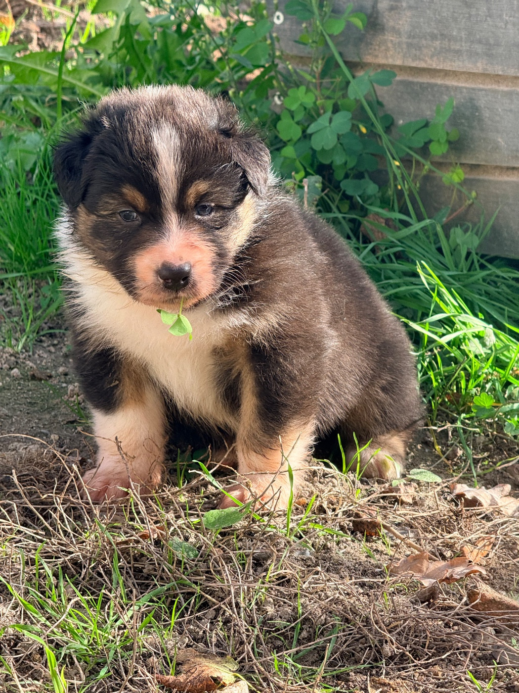 Du Domaine Du Bost - Chiots disponibles - Berger Australien