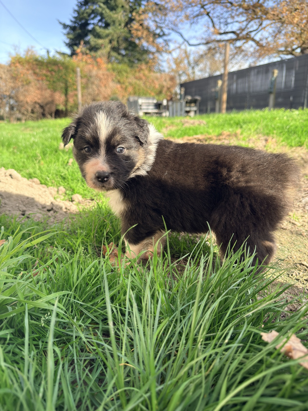 Du Domaine Du Bost - Chiots disponibles - Berger Australien