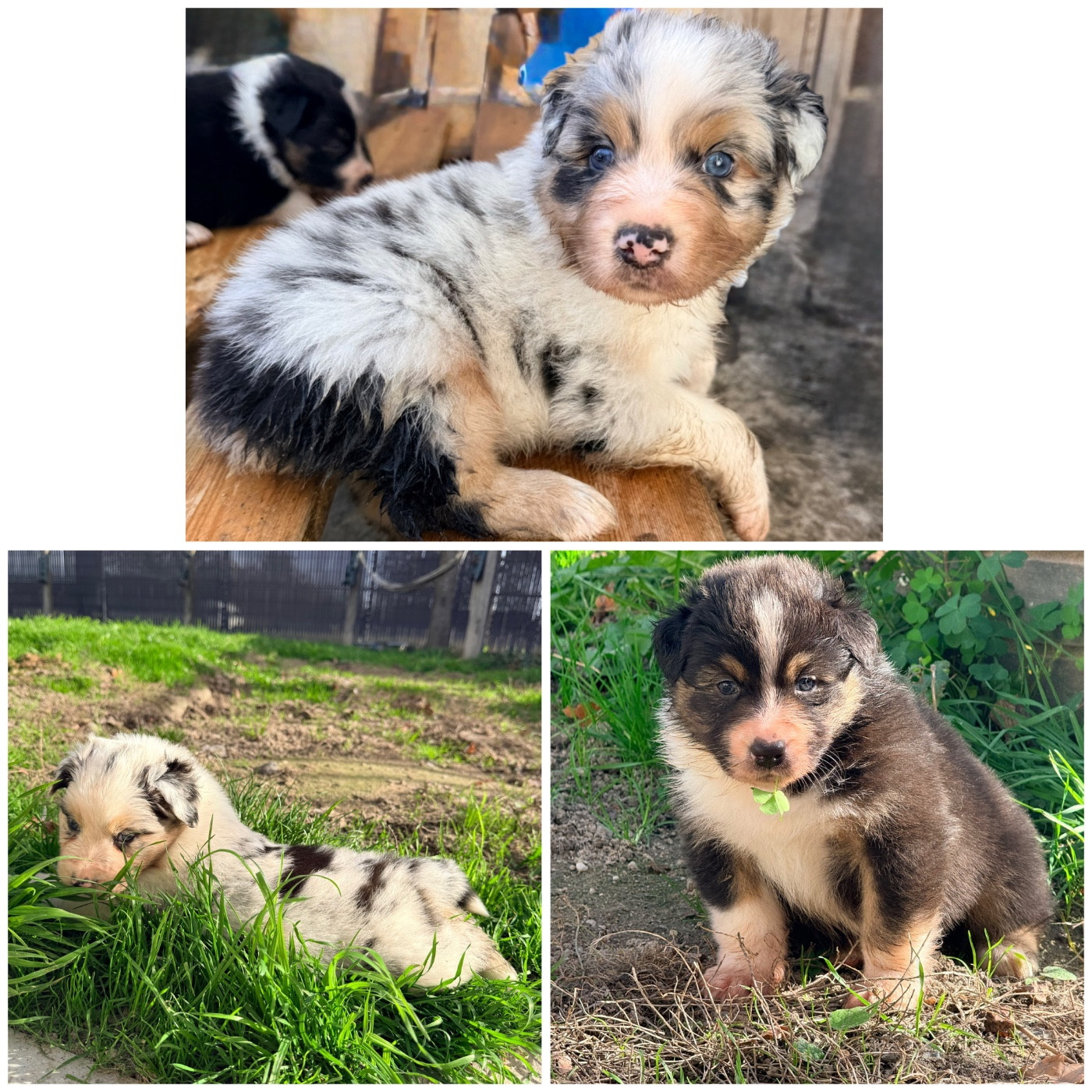 Du Domaine Du Bost - Berger Australien - Portée née le 14/10/2025