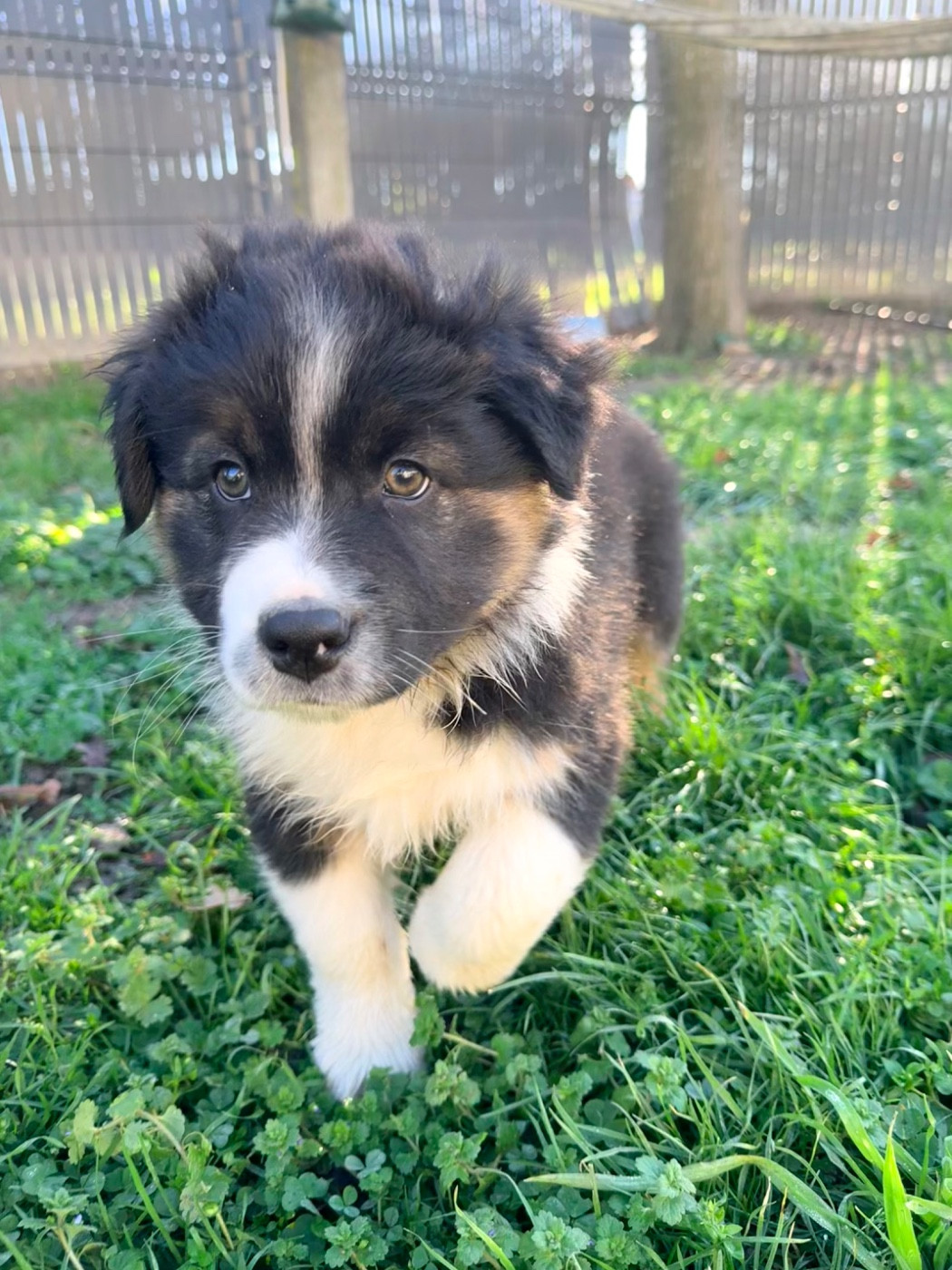 Du Domaine Du Bost - Chiots disponibles - Berger Australien