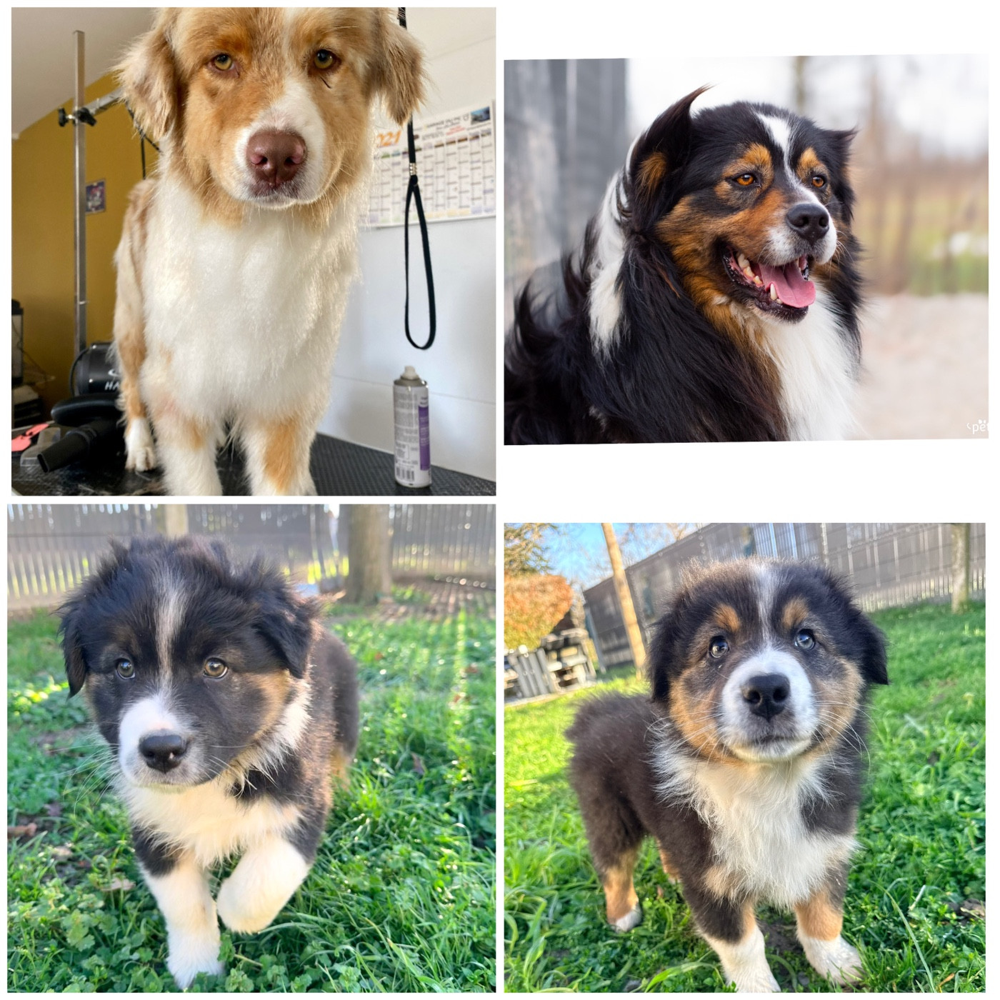 Du Domaine Du Bost - Berger Australien - Portée née le 14/10/2025