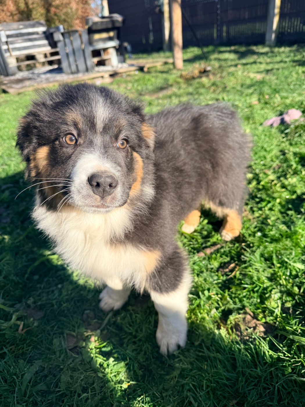 Du Domaine Du Bost - Chiots disponibles - Berger Australien